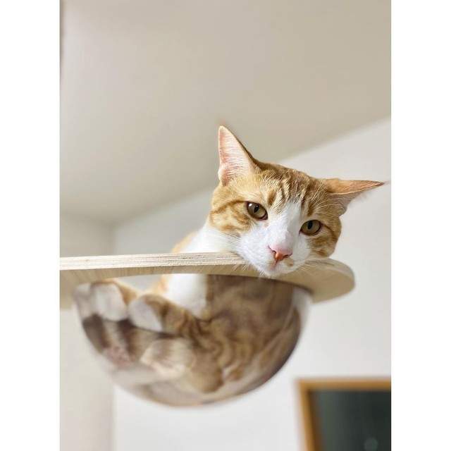 天井裏から救出された子猫 譲渡会で情けない顔をしていたが 自ら腕の中に入ってくれた 感動の出会い まいどなニュース 天井裏から救出された子猫 譲渡会で情けない顔をしていたが 自ら腕の中に入ってくれた 感動の出会い まいどなニュース