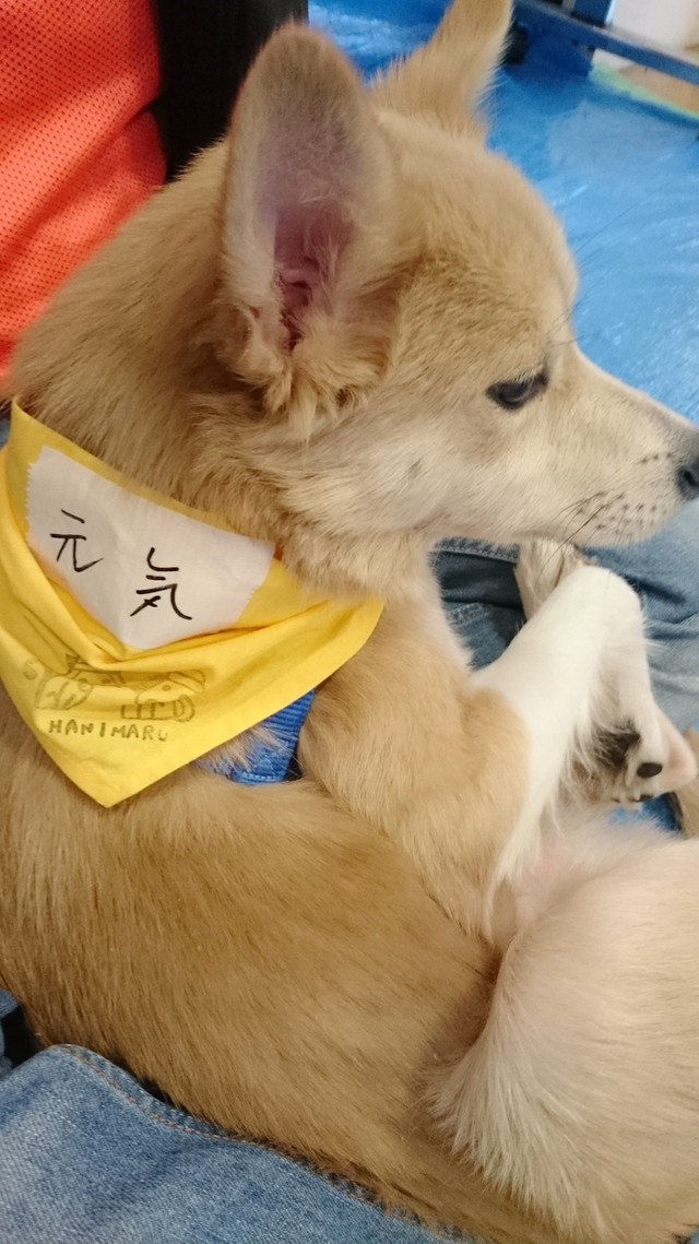 名前の「元気」には程遠く…初めての譲渡会は怖くてお父さんの膝から下りられなかった