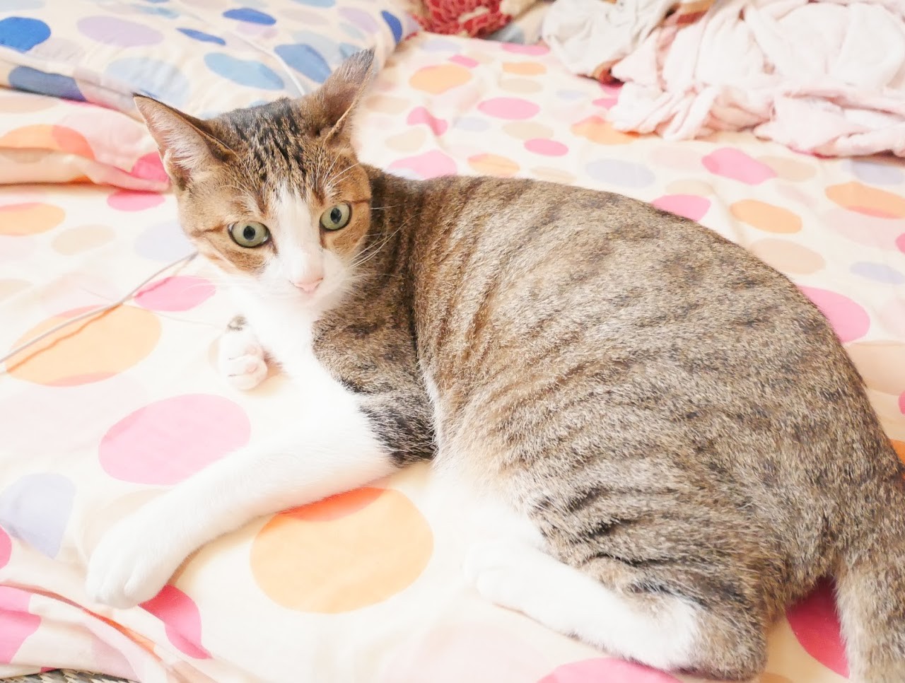 あなたの愛猫はどこから来た 日本猫のルーツを調べるゲノムプロジェクトが進行中 まいどなニュース