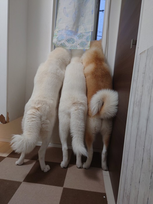 窓にギュウギュウの秋田犬３匹 まだかな ワクワクして見つめる先には こんな通学路 最高 まいどなニュース