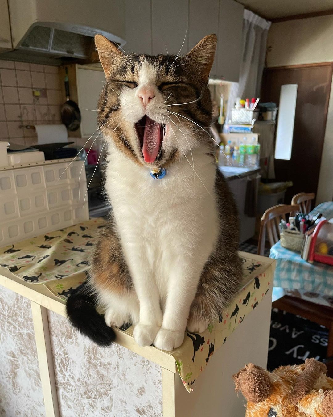 もう猫は飼わないと決めていたのにu2026抱っこしたら気持ちを抑えきれず 今 