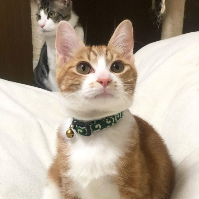 空き家で野良猫が4匹の子猫を産んだ 母猫に見捨てられた1匹を放っておけずウチの子に まいどなニュース