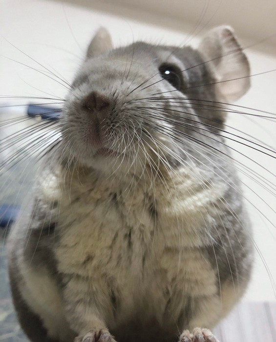 おヒゲがいっぱい（提供：チンチラのムーさん）