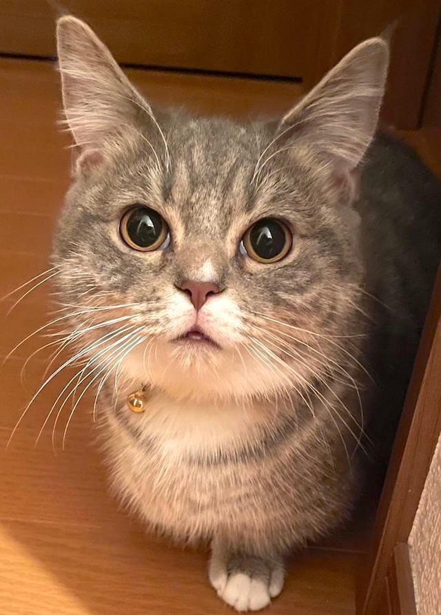 猫ちゃんがただ寝てるだけなのに→「ダメだ、笑ってしまう」おじいちゃん風のオモシロ寝顔が話題｜まいどなニュース