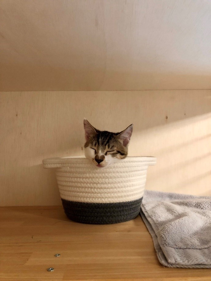 お鼻がハート 人生の相棒との出会いは道の駅の譲渡会 愛猫のためにdiyの腕を振るう男性 次は何を贈ろうかな まいどなニュース