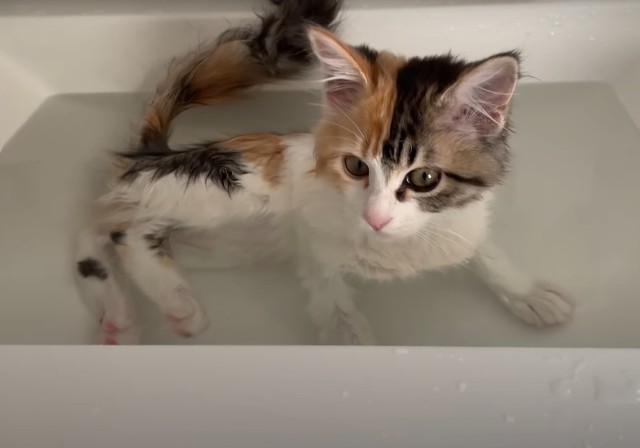 お風呂に入りたい とおねだりする子猫 いい湯だにゃ とくつろぐ姿に驚き 珍しい光景 おりこうさん まいどなニュース