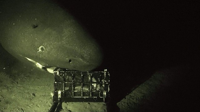 寿命は数百年 深海の王 オンデンザメの遊泳速度を世界で初めて計測に成功 研究員に聞いた まいどなニュース