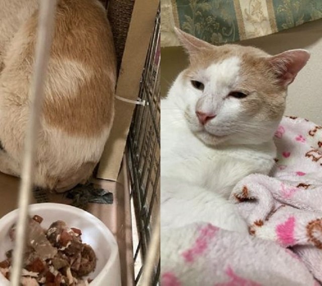 昨年断尾した猫。威嚇がひどかったが、今は擦り寄って甘えてくるようになったという（提供写真）