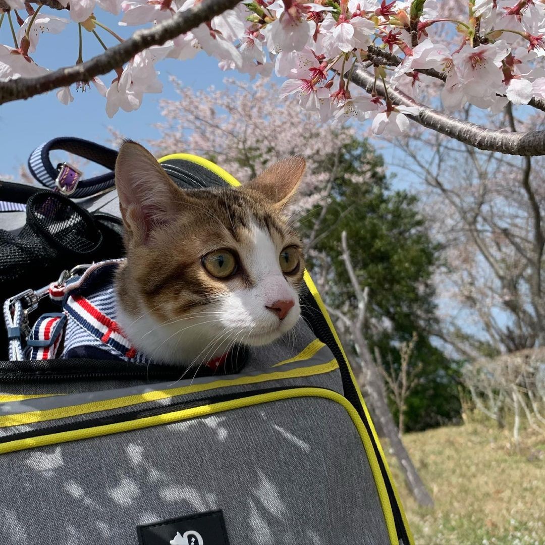 ペットロスでもう飼わないと決めていたが 捨て猫と運命の出会い 猫のいない生活は考えられない まいどなニュース