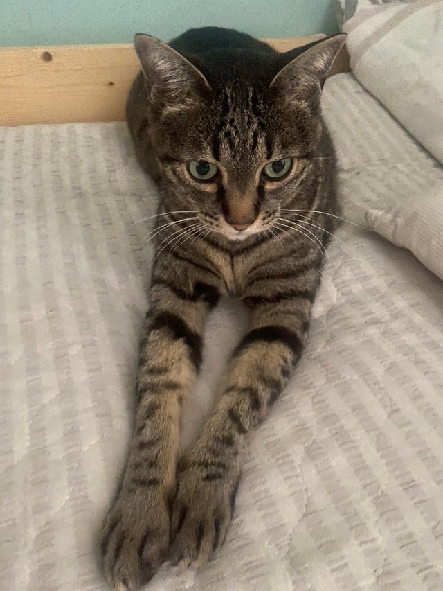 うまっ マジ と女児も驚いた ネコの雪だるま 佐々木蔵之介さん実家の酒造会社が話題に まいどなニュース