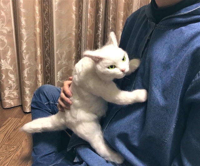 可愛いけど 怖い 再生回数390万超 ルンバ ならぬ バルン くん 円盤型の猫さんに仰天 まいどなニュース