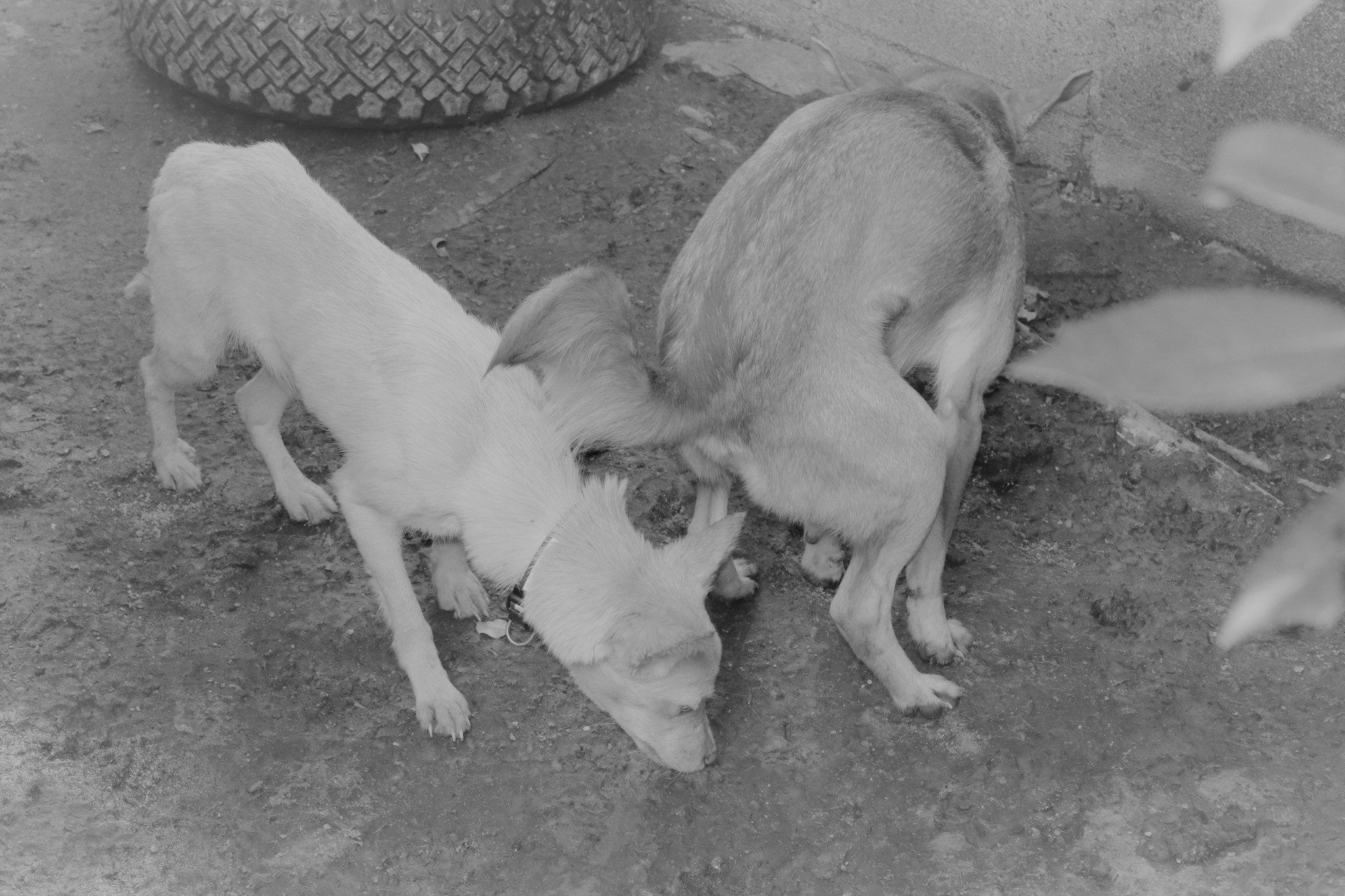 8畳2間に犬164頭と人間が暮らす最大級の多頭飼育崩壊 1頭の捨て犬を飼い始めたのがきっかけ まいどなニュース