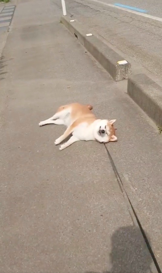 うごいてください 今日も笑顔で 拒否柴 を発動する柴犬さん 楽しそうな 動かぬ に 柴犬あるある うちもです まいどなニュース
