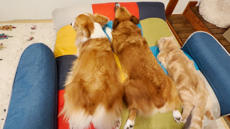 猫が雪道を猛ダッシュ 犬より速い猫さんに驚き ネコの毛皮を着たイヌかも まいどなニュース