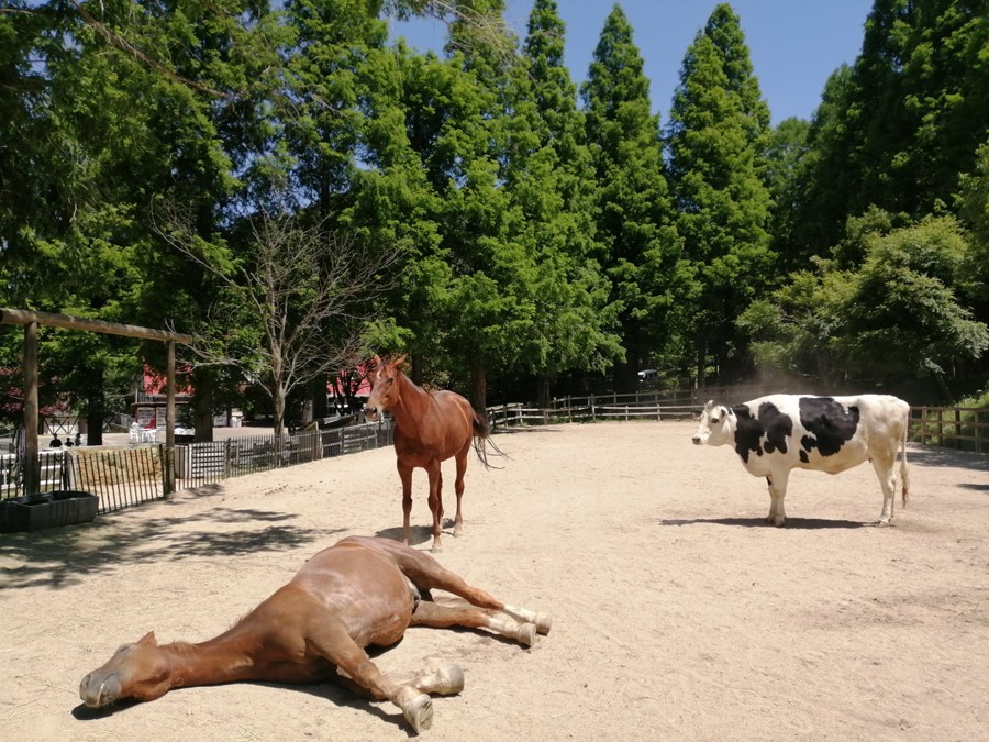 自分の事を馬だと思っている牛 がいた 乗馬 じゃなく 乗牛 ができる牧場 飼育担当者に聞いた まいどなニュース