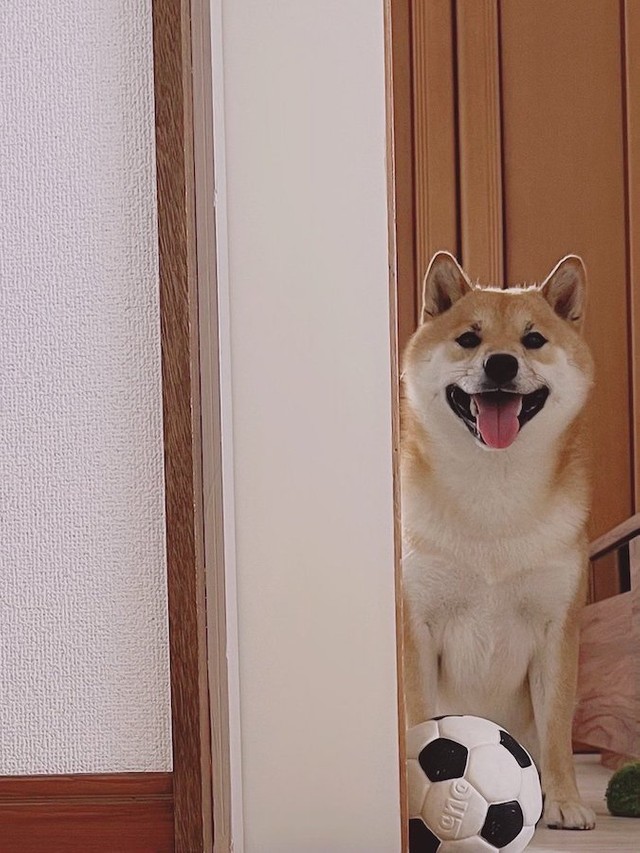 目覚めたら 柴犬が笑ってた 散歩の時間だよ ニコニコ笑顔で飼い主の寝顔を覗き込んでた柴犬にほっこり まいどなニュース