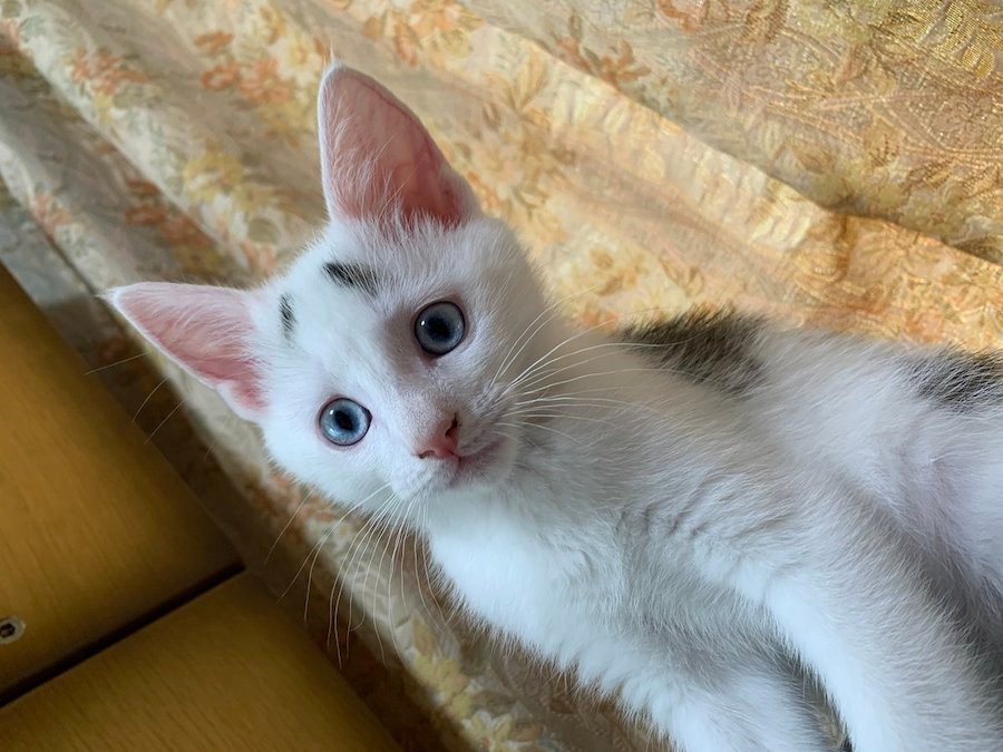 ハ の眉毛のまろな猫さん 見事な困り顔に ハの字眉のお手本 お公家さま と何してても可愛すぎ まいどなニュース