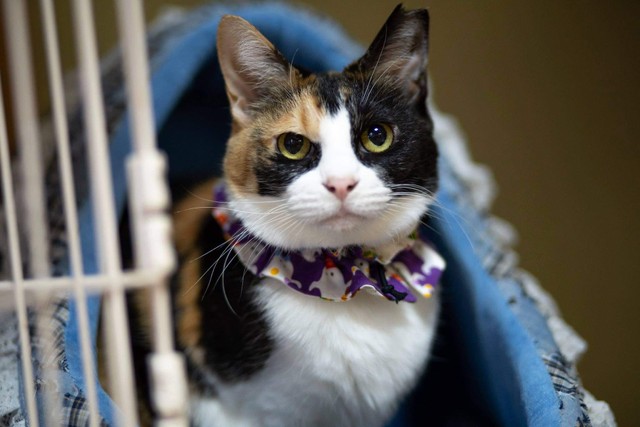 捨てられた飼い猫は外では生きていけない 絵本 あるすてねこさんのおはなし を出版した獣医師の思い まいどなニュース 捨てられた飼い猫は外では生きていけない 絵本 あるすてねこさんのおはなし を出版した獣医師の思い まいどなニュース