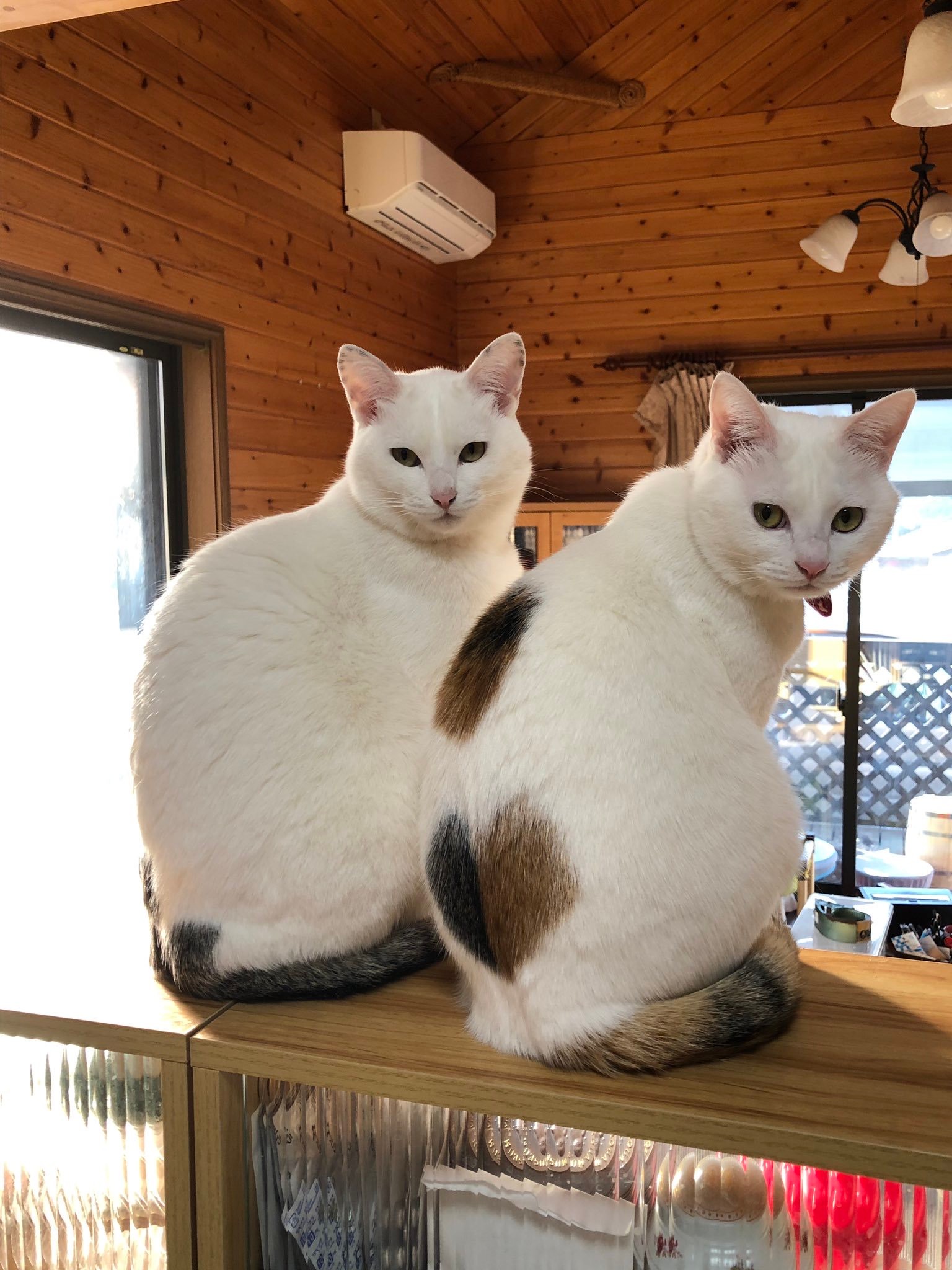 お団子猫 美猫 華麗なる変身とネットで話題 道の駅に捨てられていた三毛猫姉妹 まいどなニュース お団子猫 美猫 華麗なる変身とネットで話題 道の駅に捨てられていた三毛猫姉妹 まいどなニュース