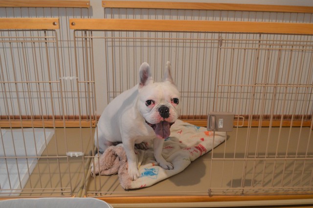 耳に障害を持つフレンチブルドッグのしつけ あるトレーニングで克服 まいどなニュース