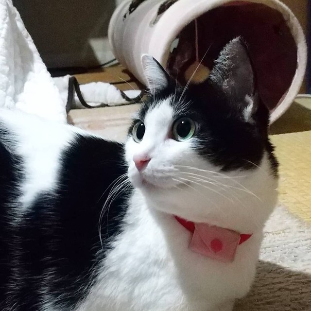 図書館の駐輪場に住み着きケガを負っていた猫、一人暮らしの飼い主を 