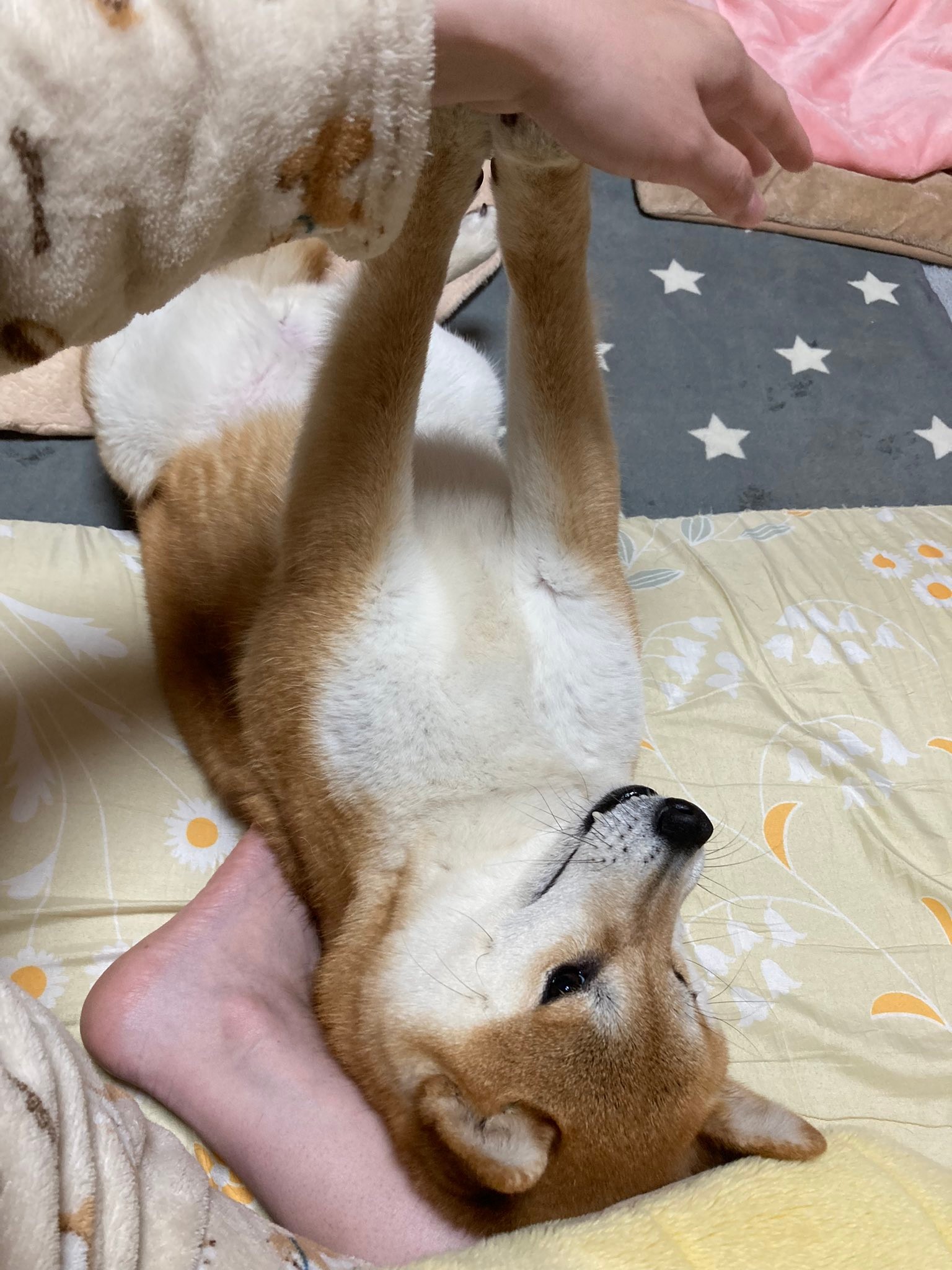 柴犬 なんか思ってたのと違う 犬用美顔ローラーでコロコロされてムキ顔に すんごい怒ってますけど 大丈夫 まいどなニュース 柴犬 なんか思ってたのと違う 犬用美顔ローラーでコロコロされてムキ顔に すんごい怒ってますけど 大丈夫 まいどなニュース