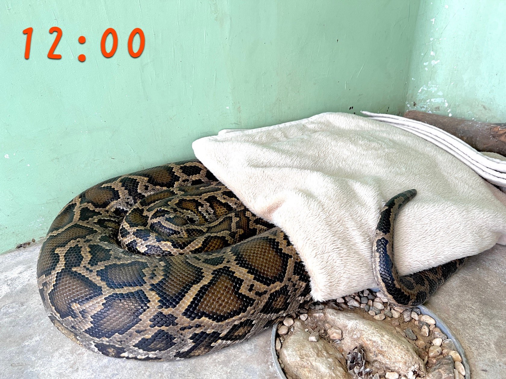 ニシキヘビへのお年玉は お布団 ヘビ専門動物園がプレゼントしたら ひきこもりやんｗ まいどなニュース