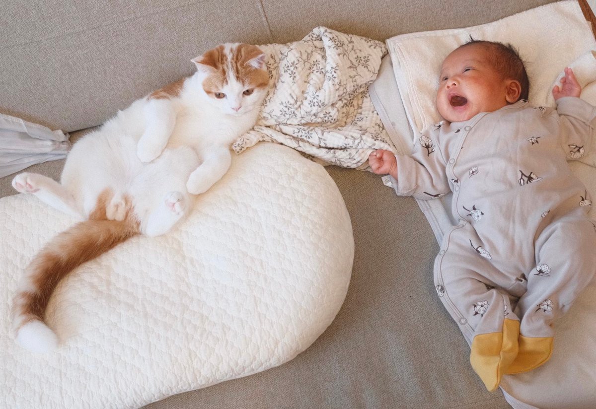 体を張って赤ちゃんを守る猫 ソファから落ちないよう まさにボディーガード まいどなニュース