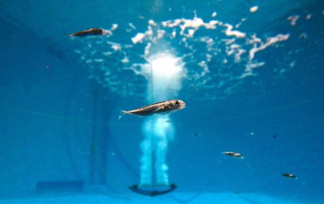 鮪魚吃 魚果凍 呆萌臉 透明稚魚 讓日本網友瘋狂推理找真相 Xoer