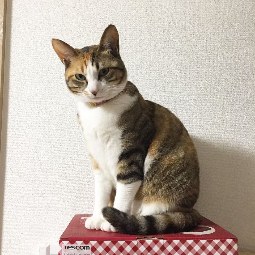野良猫だったやんちゃな子猫、初対面で『なぜて』と仰向けに｜まいどな 