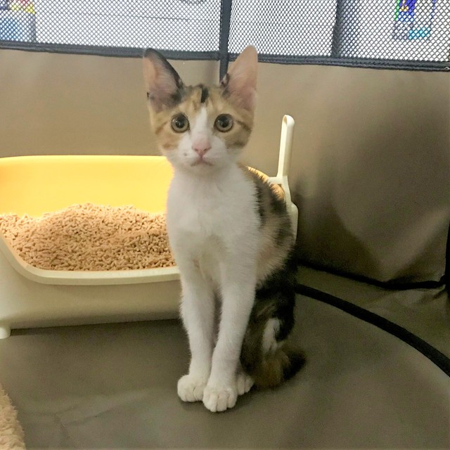 南国生まれの子猫はストレスでご飯が食べられない 家族の愛情で回復し 今はみんなの太陽のような存在に まいどなニュース