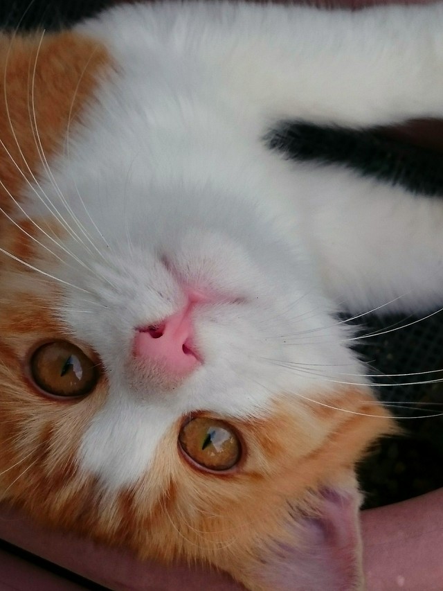 ママが、甘えん坊だって言うの