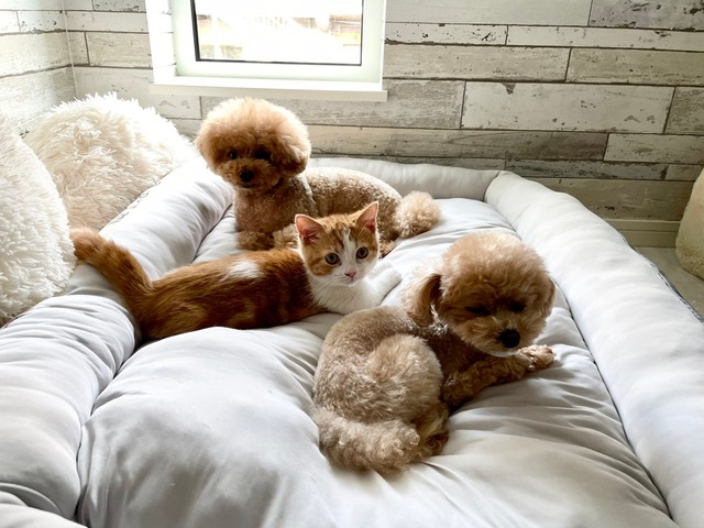 妹に お手 と言ったのに 兄犬が乱入 全力で お手 を披露する動画に爆笑 この笑顔よ 君じゃないｗ まいどなニュース