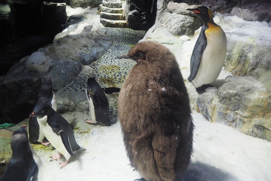 飼育員が監修で超リアル 海遊館 の3変化ペンギンぬいぐるみを実物と比較 解説してもらった まいどなニュース 飼育員が監修で超リアル 海遊館 の3変化ペンギンぬいぐるみを実物と比較 解説してもらった まいどなニュース