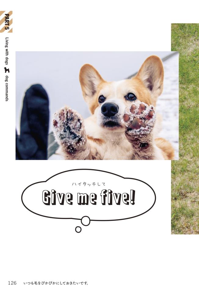 ワンだふる な英単語集 いぬたん 登場 ウチの子自慢も英語でできるワン まいどなニュース