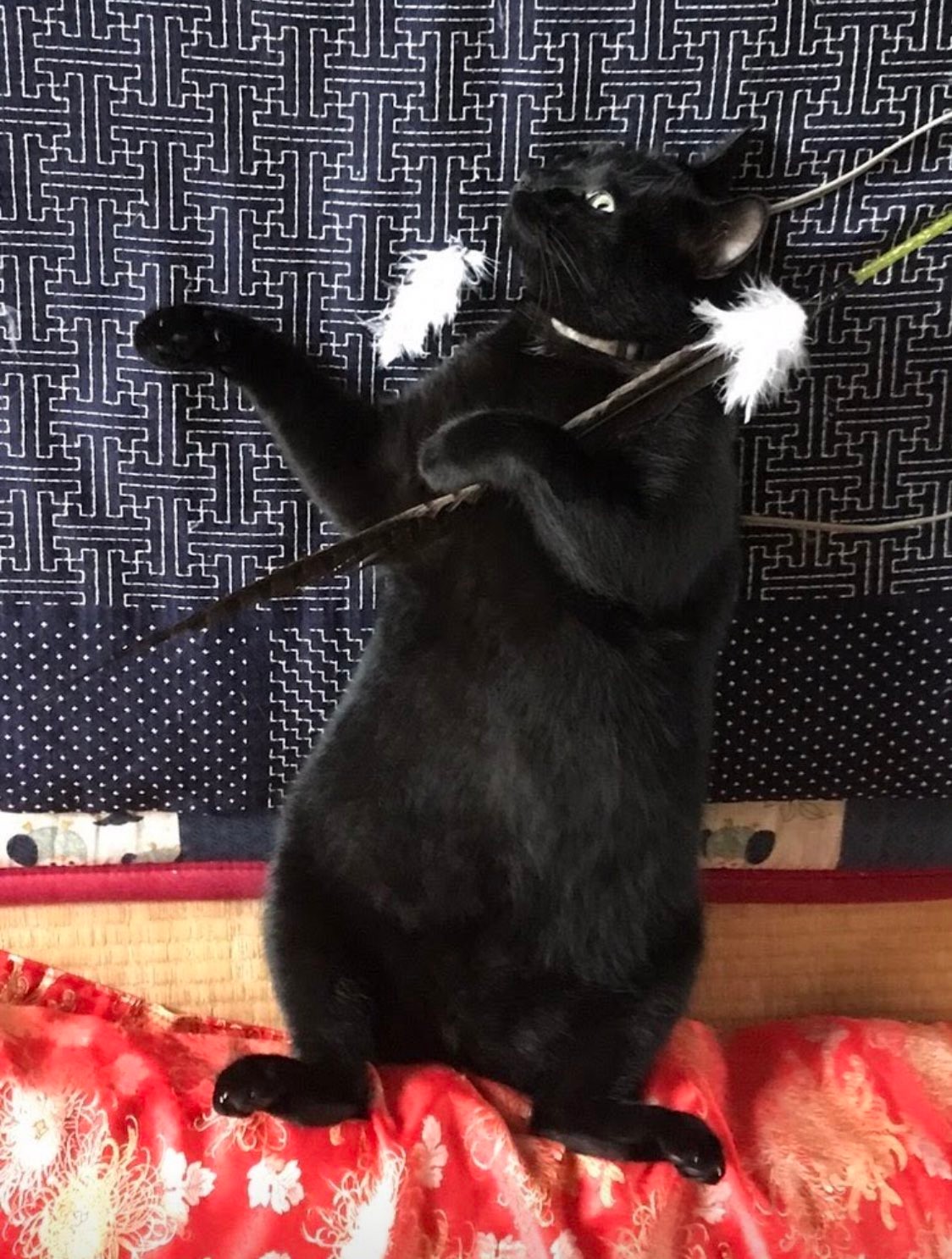 特撮の怪獣みたい いやいや猫神さまに最終進化 加工ミスで巨大化してしまった猫の画像が話題に まいどなニュース