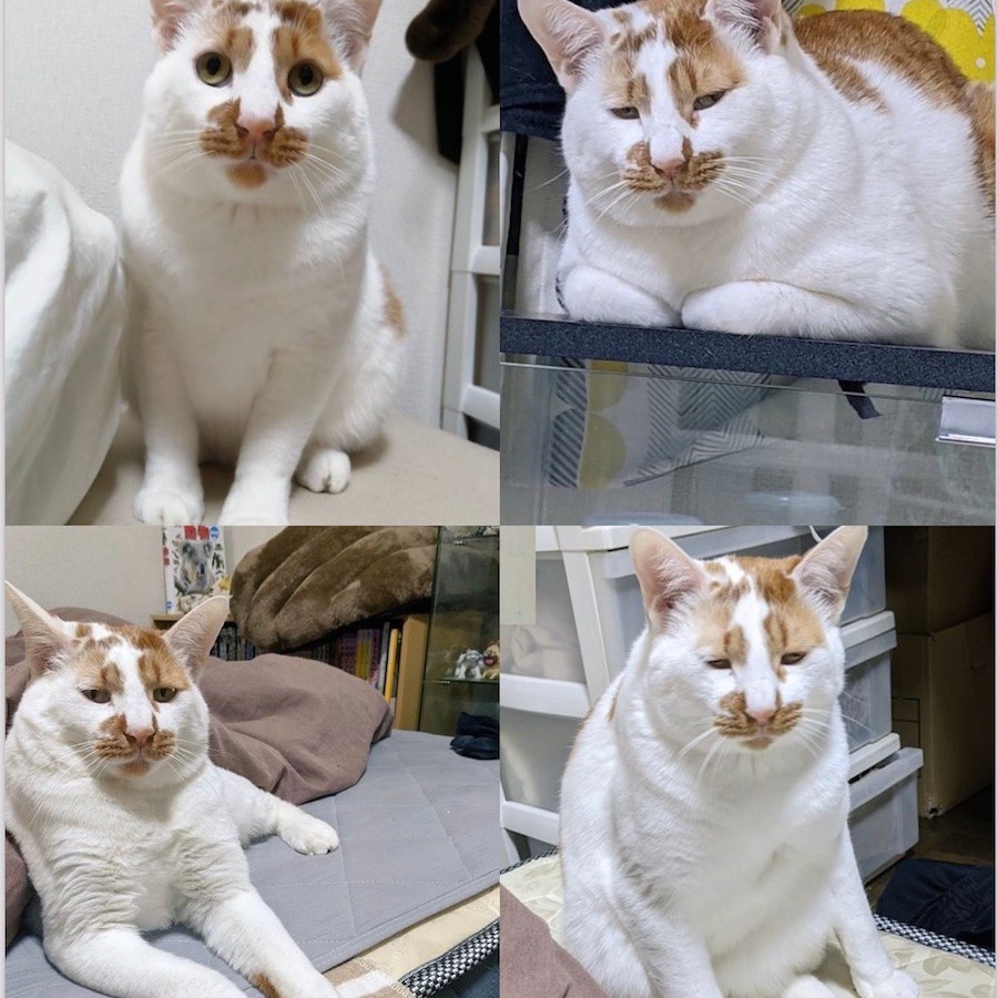 猫さんのしょぼぼ顔に爆笑 管理会社 飼ってる猫の写真を出して 悩む飼い主snsでどれがいい ダントツ1位のお顔は まいどなニュース