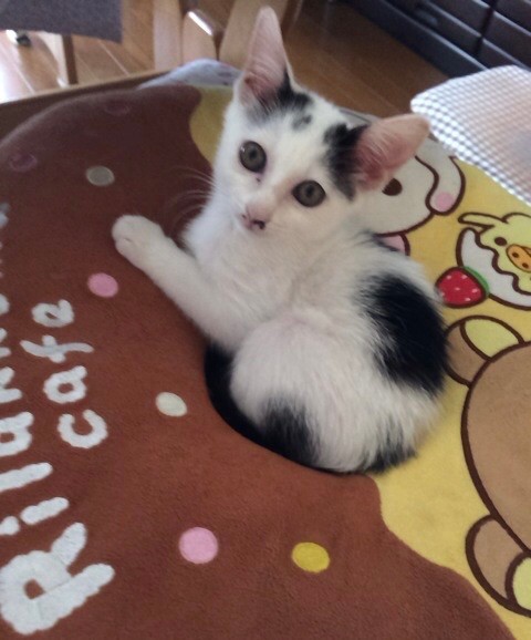 念願だった保護猫を迎えたら 2度の脱走危機 今では万全の対策を施し 安心猫ライフ まいどなニュース