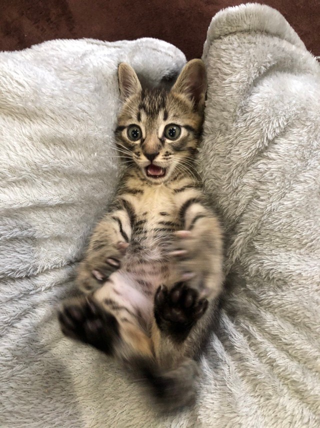 クッションの形を知らなかった 子猫 初めてのフワフワ体験に驚きのリアクション ネット悶絶 まいどなニュース