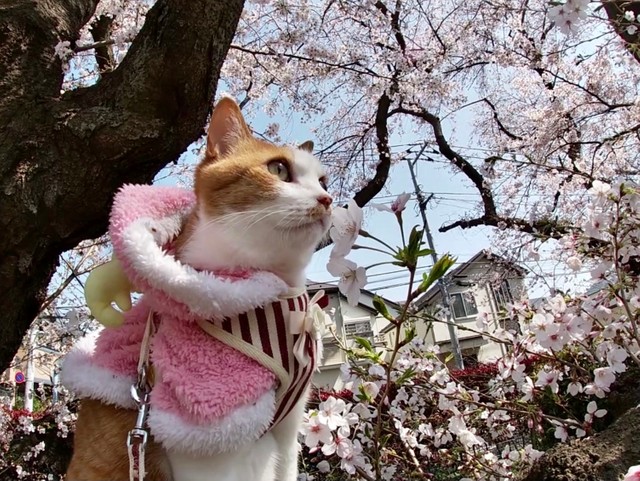 導かれるように移住した屋久島で出会った猫u2026飼い主さんに似て旅好きに 