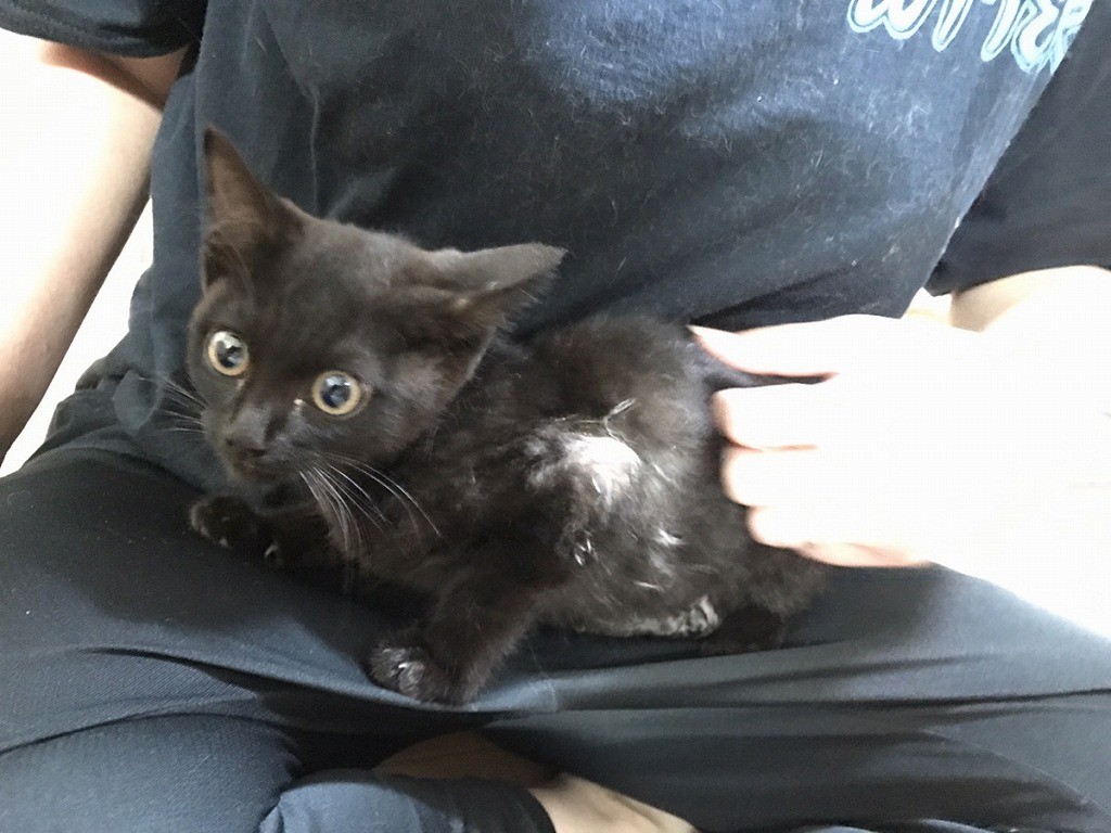 手術をあきらめた子猫 余命わずか覚悟も獣医師が 化け猫 と驚いた奇跡の回復 今は2度目を期待 まいどなニュース