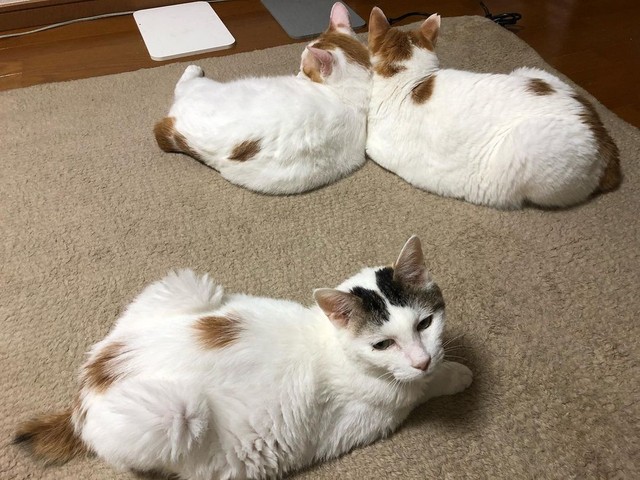のんびりくつろぐさちちゃん（下）とぶんさん（右）、ころちゃん（左）