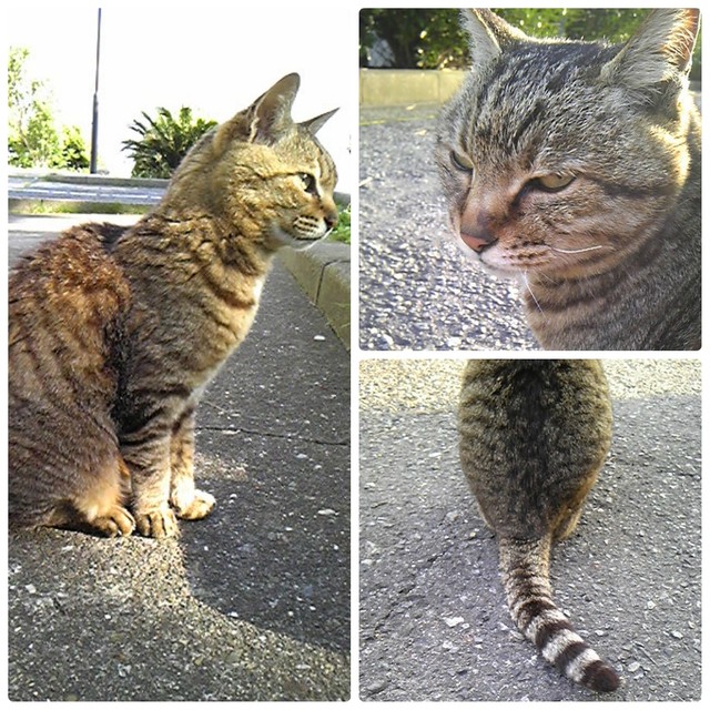 最後の決めては毎晩の 夜鳴き 作戦 外猫歴16年 チビコちゃん救った命のリレー まいどなニュース