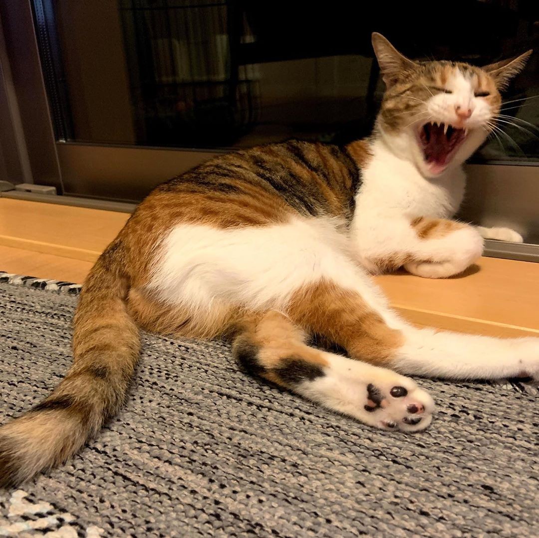 寂しすぎて ぬいぐるみ相手にグルーミングを始めた猫のために迎えた相棒 2匹一緒ならお留守番も楽しいね まいどなニュース