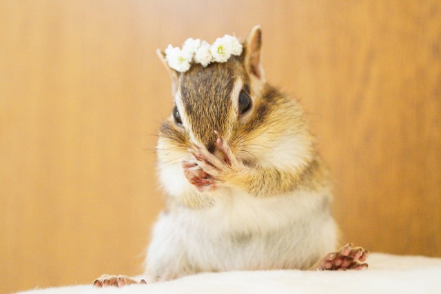 ふわふわ ほっぺをマッサージされるリスの姿にネット民悶絶 魅惑のほっぺ どんな感触 まいどなニュース ふわふわ ほっぺをマッサージされるリスの姿にネット民悶絶 魅惑のほっぺ どんな感触 まいどなニュース