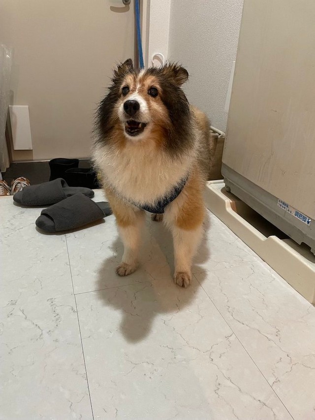 初めてカッパを着た犬さん 僕 イケてる 鏡に映った自分を見つめる姿に 絶対自分のこと可愛い って思ってる まいどなニュース 初めてカッパを着た犬さん 僕 イケてる 鏡に映った自分を見つめる姿に 絶対自分のこと可愛い って思ってる まいどなニュース