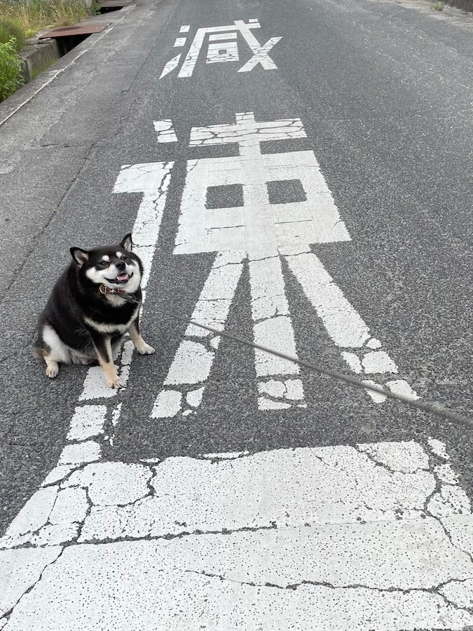 おまえ 字が読めるのか 散歩中に絶妙な場所で急ブレーキ イヤイヤを発動する柴犬さんに44万人が爆笑 まいどなニュース おまえ 字が読めるのか 散歩中に絶妙な場所で急ブレーキ イヤイヤを発動する柴犬さんに44万人が爆笑 まいどなニュース