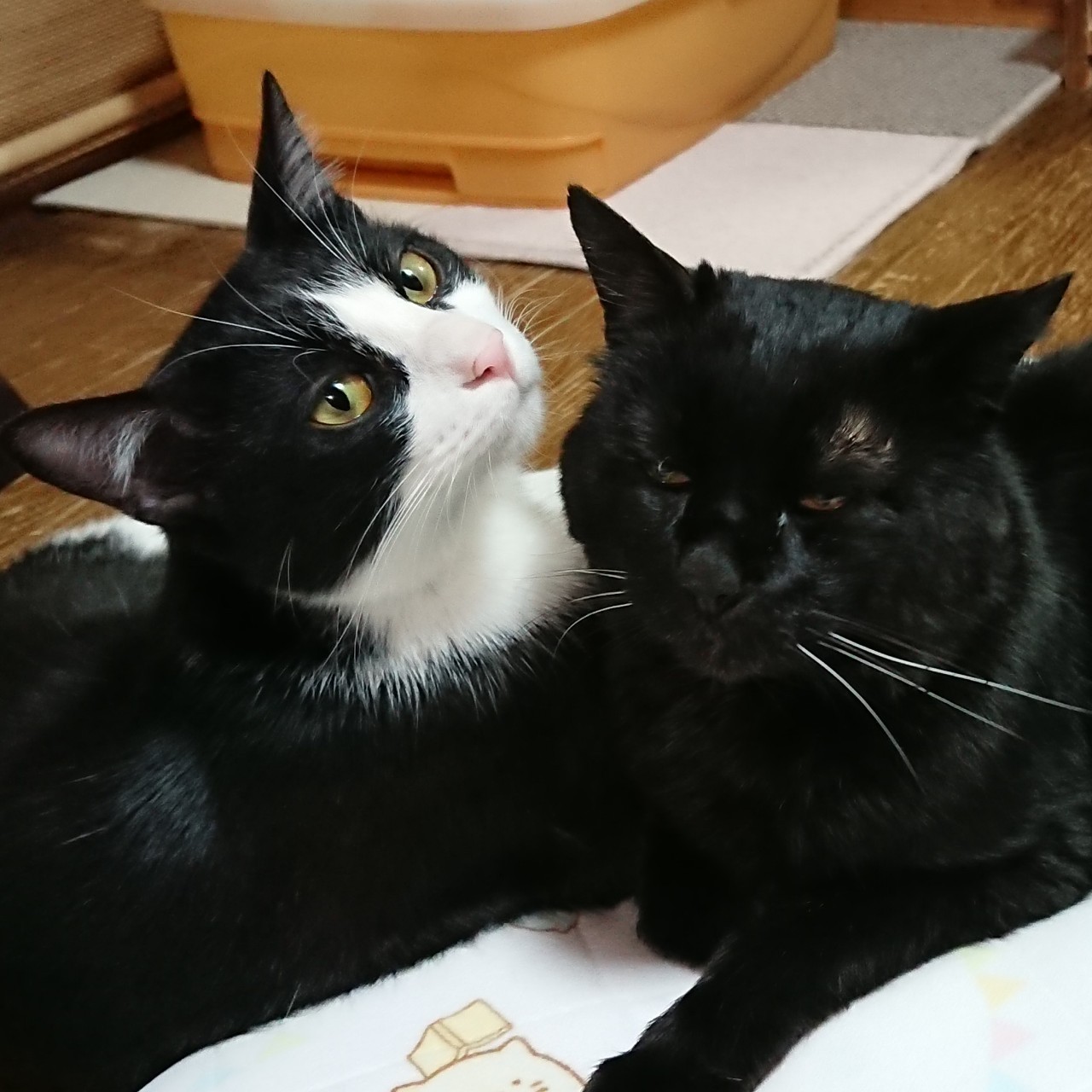 保護猫の子猫が仲間入り 気性の激しい老猫との同居を心配 他の猫をかみ殺すかも どうなった まいどなニュース