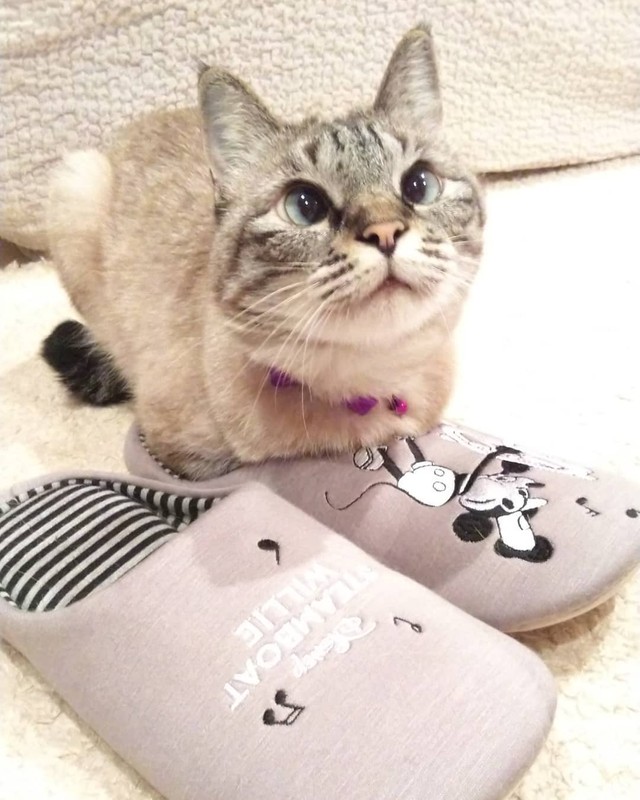 「ママ」と見つめるダリアちゃん