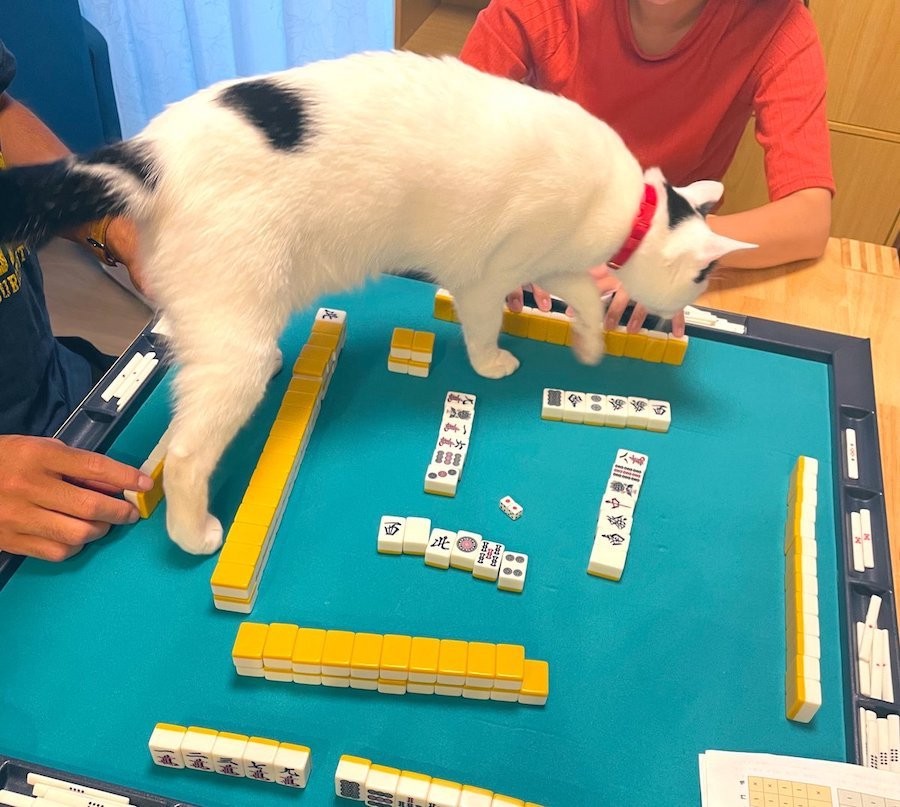 いいとこだから やめて アガリ直前 雀卓に猫が乱入 気になる麻雀の行方は ロンにゃ まいどなニュース